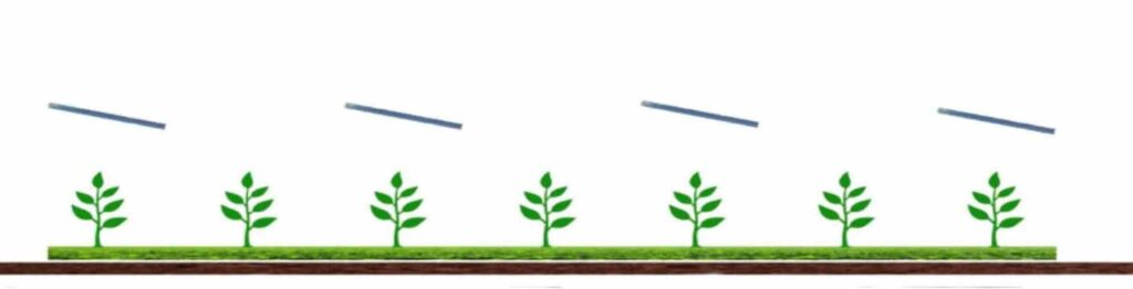 Sistema agrivoltaico con coltivazione sotto e fra file di moduli fotovoltaici